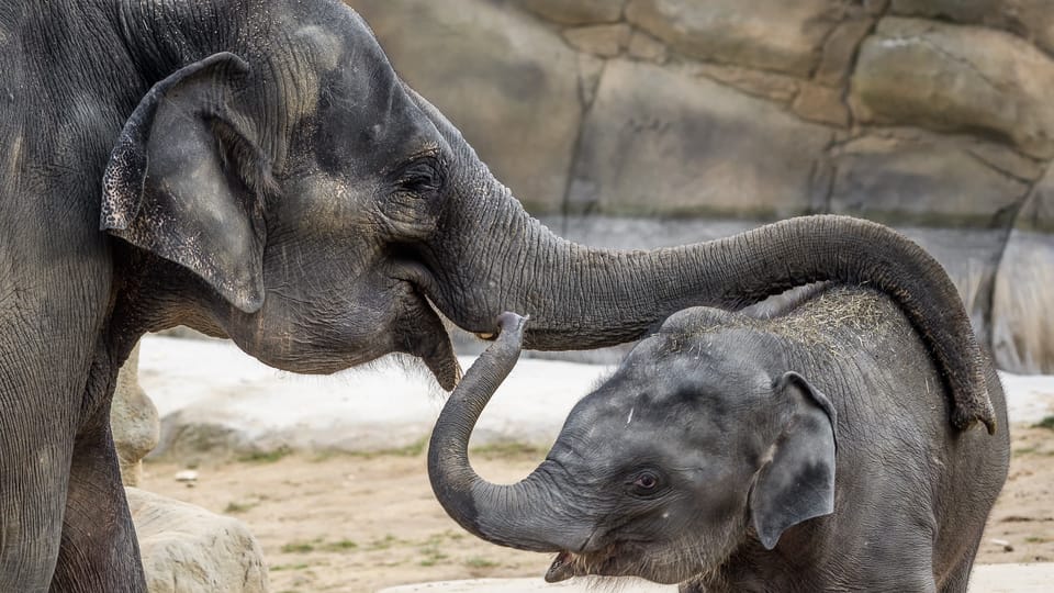 Руди и Янита | Фото: ZOO Praha Руди и Янита | Фото: ZOO Praha