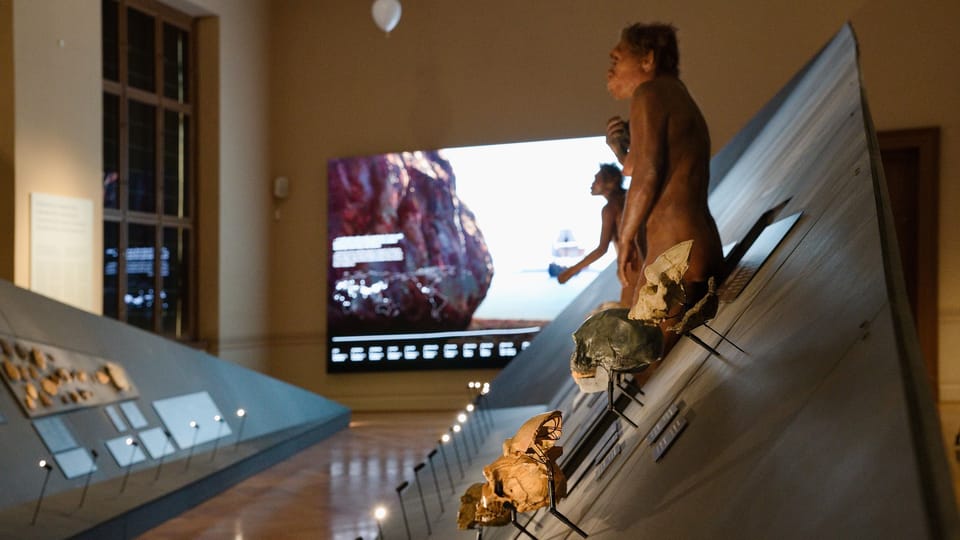 Экспозиция представителей рода Homo | Фото: Barbora Navrátilová, Radio Prague International Экспозиция представителей рода Homo | Фото: Barbora Navrátilová, Radio Prague International