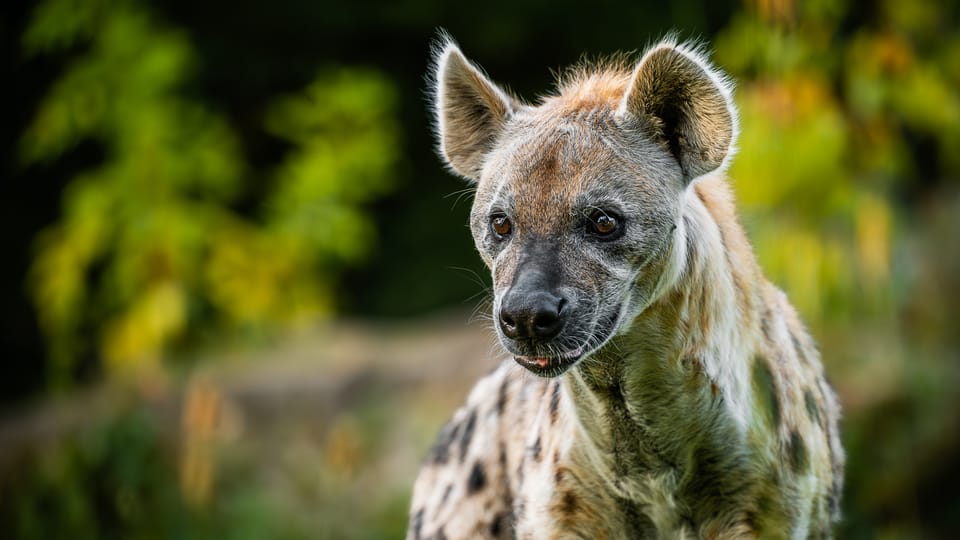 Фото: Safari Park Dvůr Králové