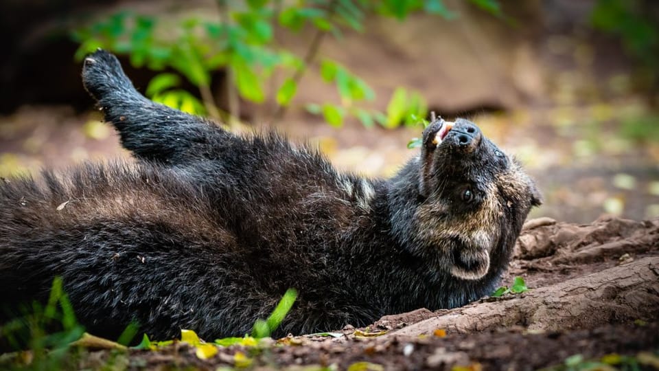 Фото: Zoopark Chomutov