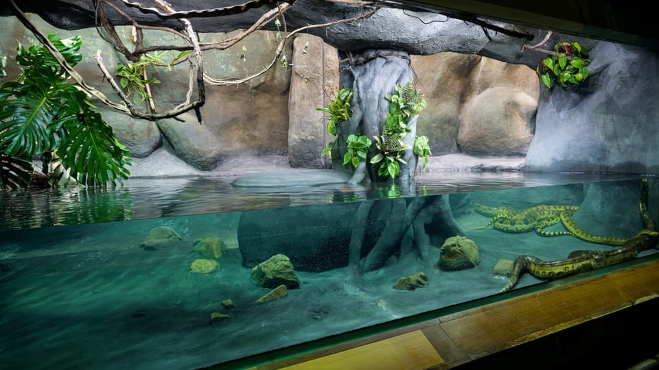 Фото: Petr Hamerník,  ZOO Praha