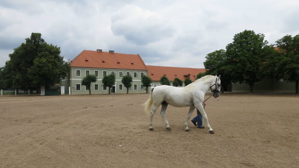 Национальный конный завод Кладрубы-над-Лабем | Фото: Tereza Brázdová, Český rozhlas Национальный конный завод Кладрубы-над-Лабем | Фото: Tereza Brázdová, Český rozhlas