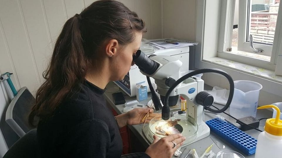 Студентка паразитологии Никол Кментова, Фото: Романа Лехманова, Чешское радио Студентка паразитологии Никол Кментова, Фото: Романа Лехманова, Чешское радио