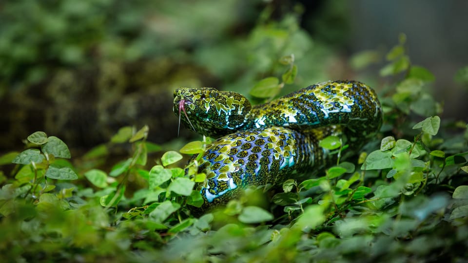 Trimeresurus mangshanensis, фото: Пражский зоопарк Trimeresurus mangshanensis, фото: Пражский зоопарк