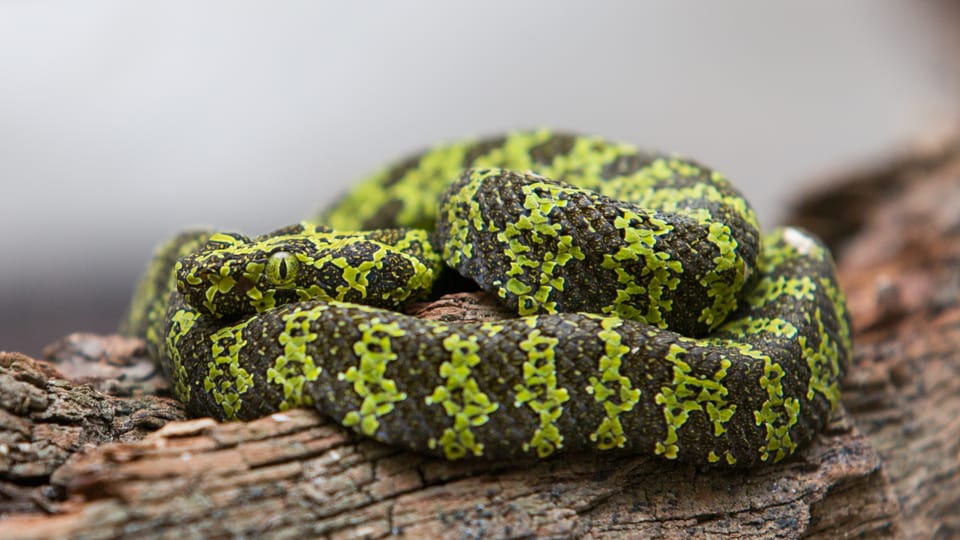 Trimeresurus mangshanensis,  фото: Пражский зоопарк