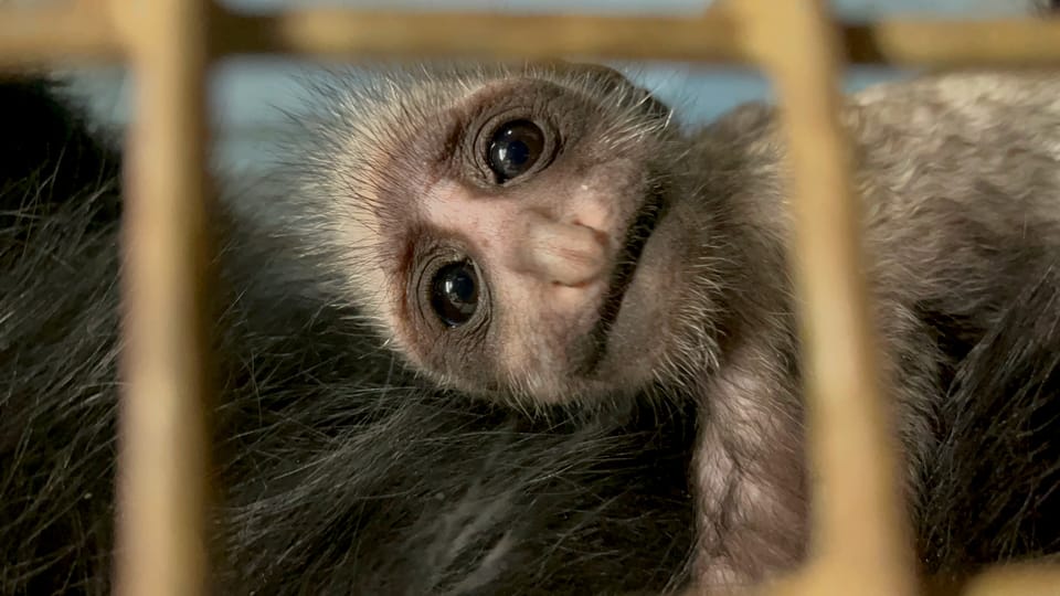 Фото: Simona Kubičková,  Zoo Jihlava