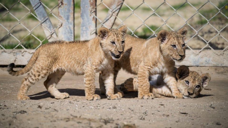 Фото: Helena Hubáčková,  Safari Park Dvůr Králové