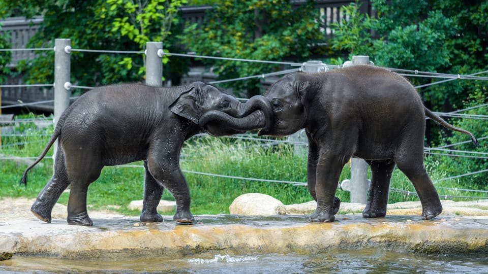 Руди (слева) и Макс | Фото: ZOO Praha Руди (слева) и Макс | Фото: ZOO Praha