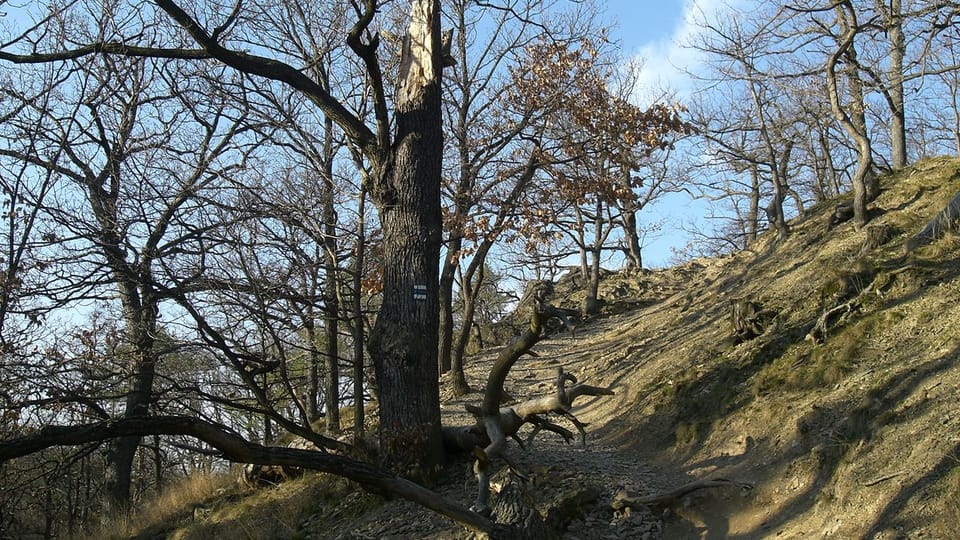 Кунратицкий лес сегодня, фото: Chmee2 CC BY-SA 3.0 Кунратицкий лес сегодня, фото: Chmee2 CC BY-SA 3.0