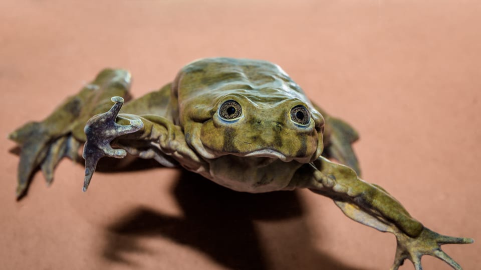 Vodnice posvatné,  фото: Petr Hamerník,  Zoo Praha