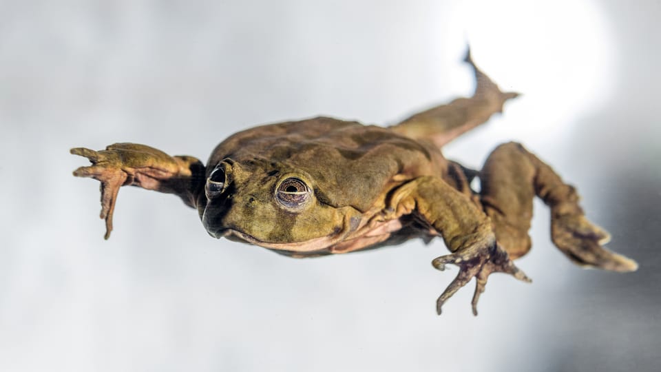 Vodnice posvatné,  фото: Petr Hamerník,  Zoo Praha