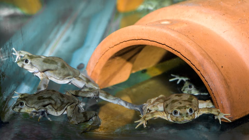 Vodnice posvatné,  фото: Petr Hamerník,  Zoo Praha