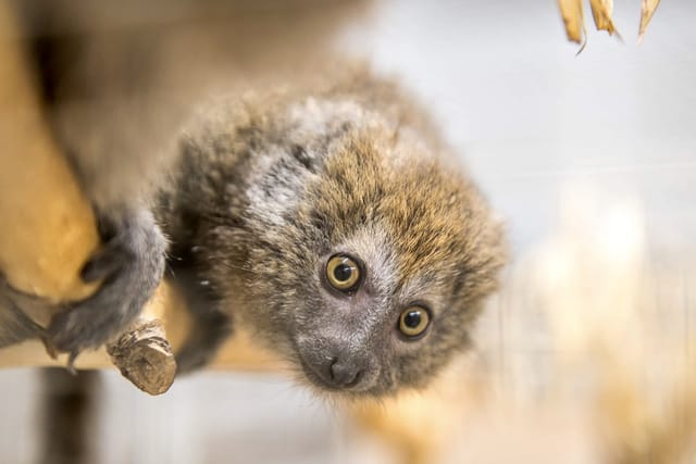Фото: J. Vogeltanz,  ZOO Plzeň