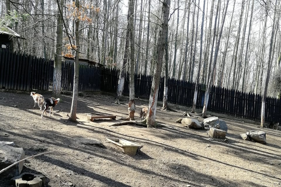 Зооуголок в Хухельской роще, фото: Štěpánka Budková Зооуголок в Хухельской роще, фото: Štěpánka Budková
