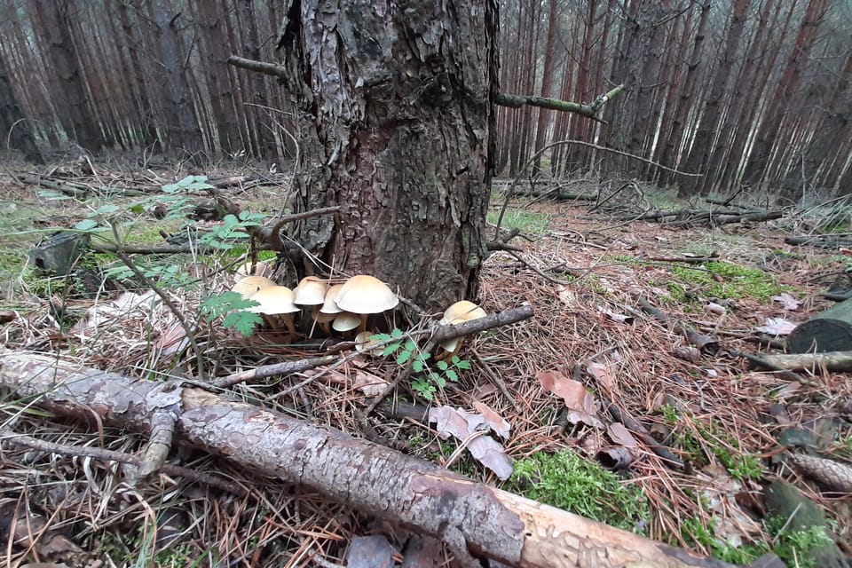 Фото: Lenka Žižková, Radio Prague International Фото: Lenka Žižková, Radio Prague International
