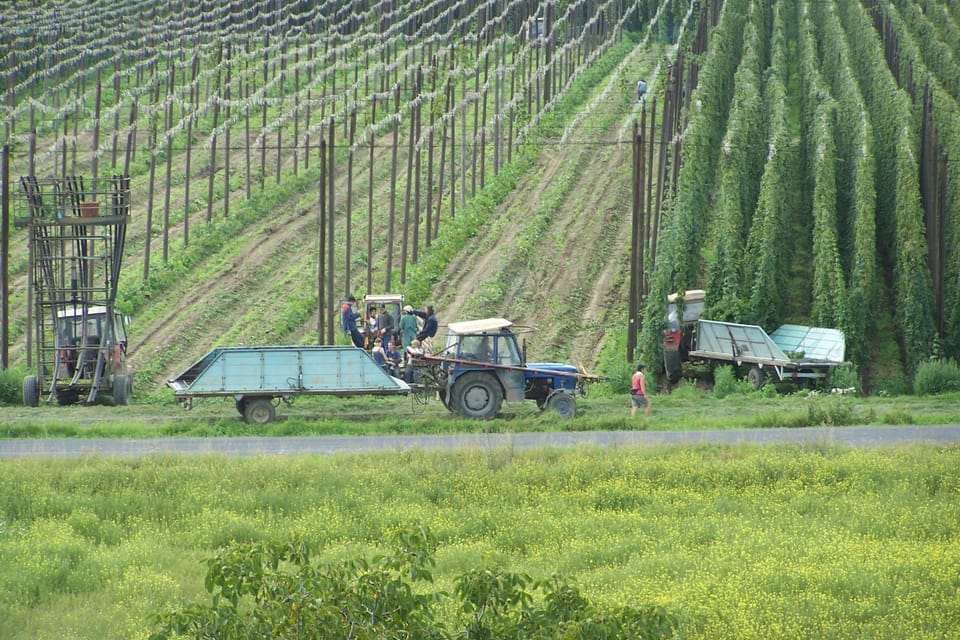 Фото: David Hertl,  Český rozhlas