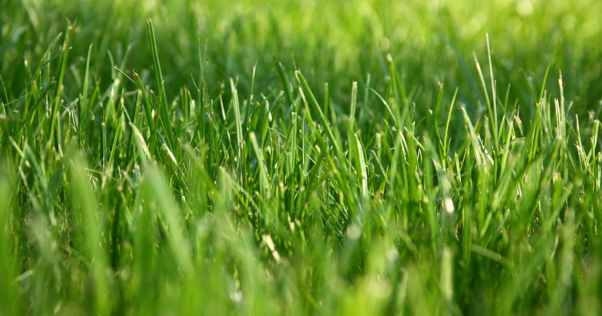 Приточная трава фото
