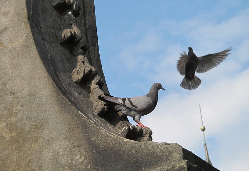 Голуби в городе: кто держит их дома, зачем нужны голубятни и как помочь пострадавшей птице